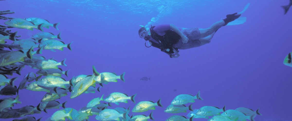 un pájaro nadando en el agua